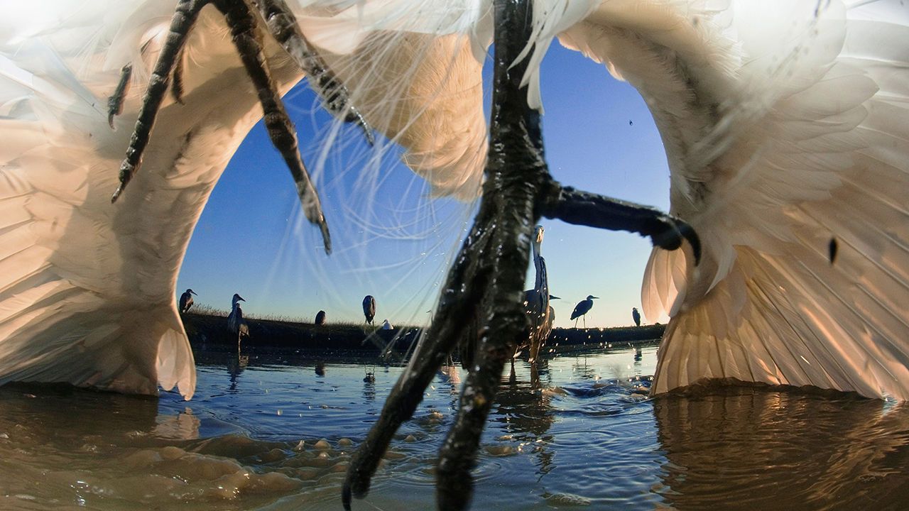 Low angle view of grey heron feet.